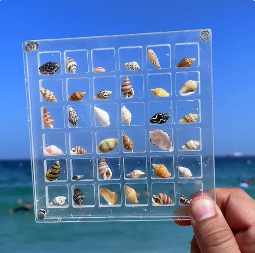 🤩Boîte de présentation de coquillages🐚(36 cases)