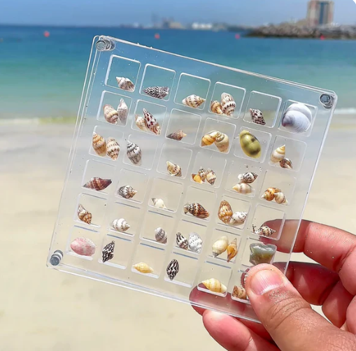 🤩Boîte de présentation de coquillages🐚(36 cases)